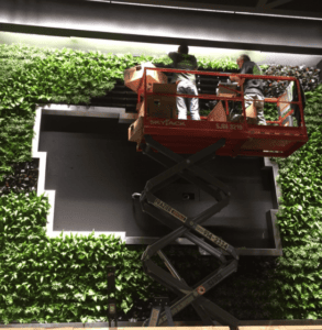 Living wall maintenance using a scissor lift in a commercial building.