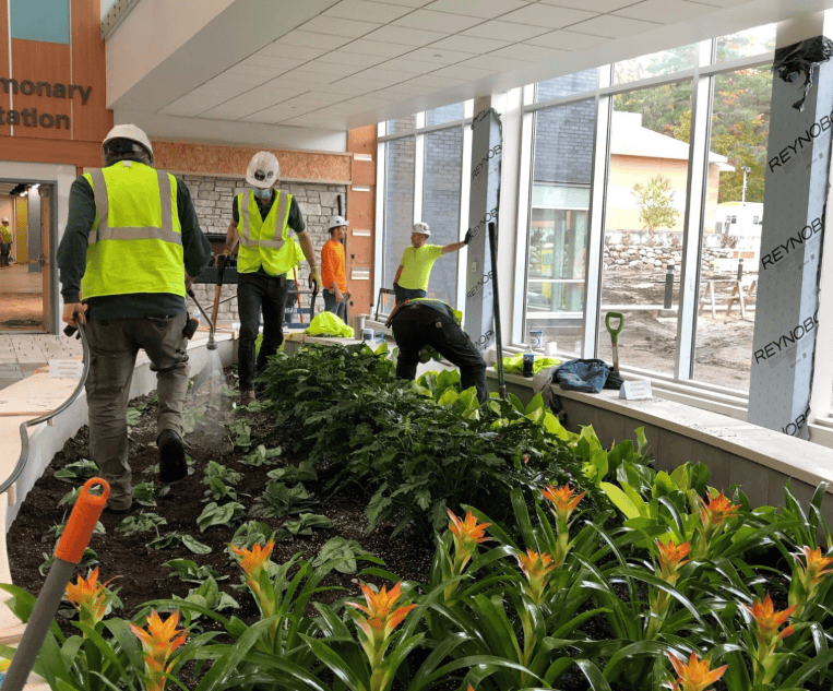 Workers installing a large-scale indoor plant display in a commercial facility.