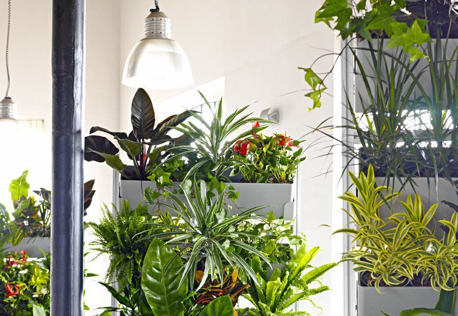 Indoor plants and greenery displayed throughout a bright commercial office space.