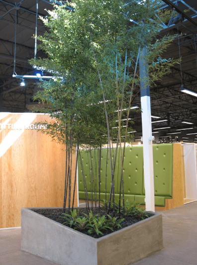Bamboo palm growing indoors in a large concrete planter.