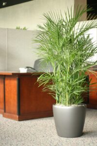 Bamboo palm growing beside a sunny indoor window.