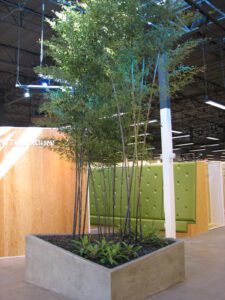 Bamboo palm growing indoors in a large concrete planter.