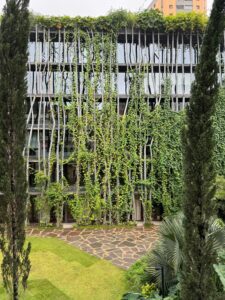 Climbing plants covering a building facade as a living architectural material.
