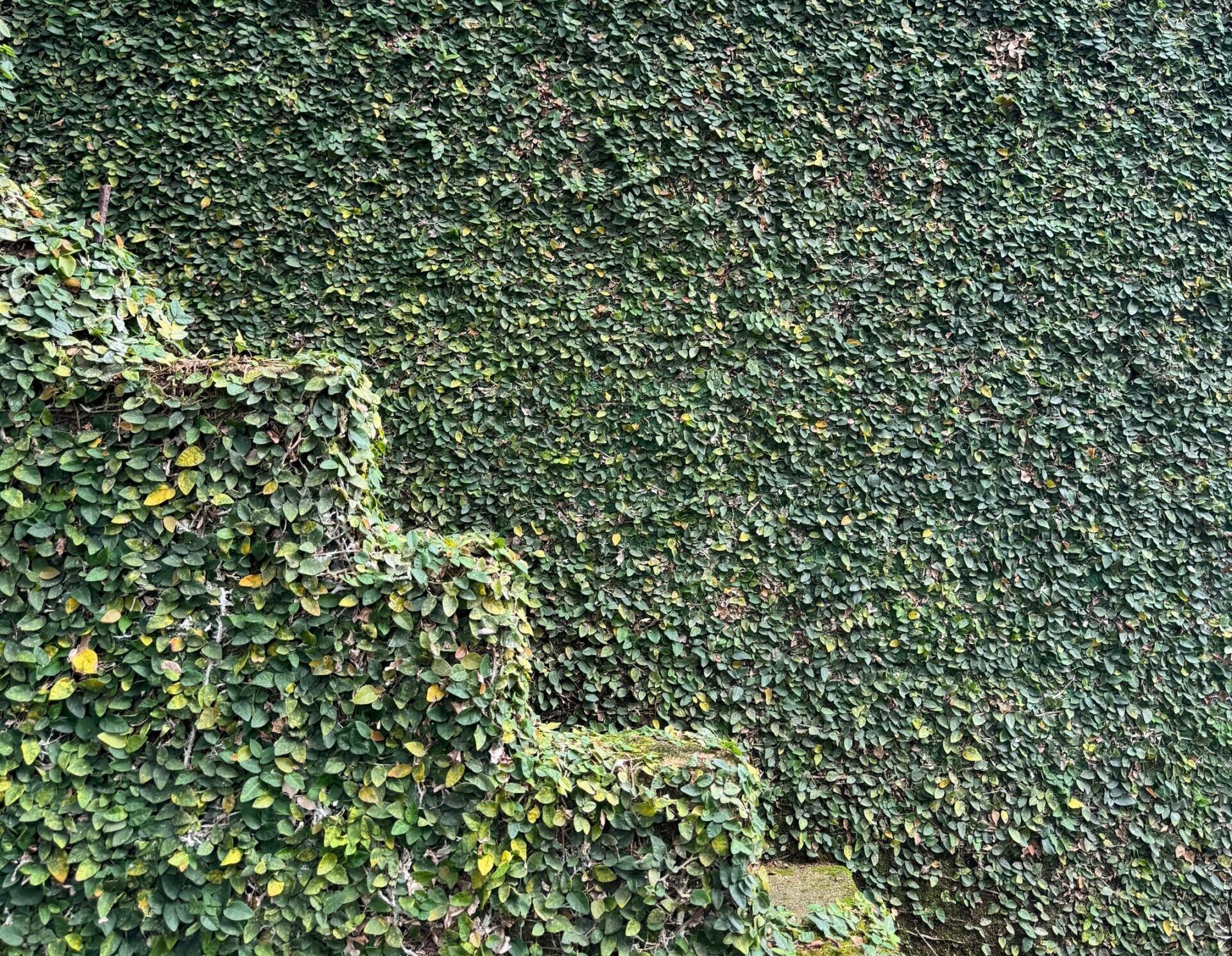 Climbing fig covering concrete walls at the Planterra Conservatory.